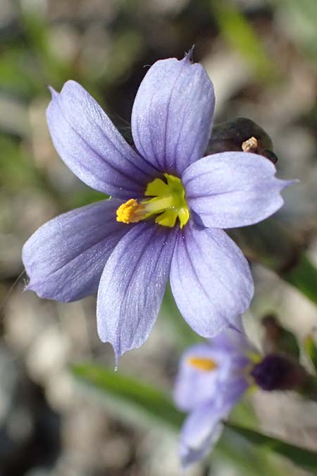 Sisyrinchium montanum \ Berg-Binsenlilie / Strict Eyed Grass, A St.  Gilgen 14.5.2025