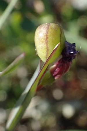 Sisyrinchium montanum \ Berg-Binsenlilie / Strict Eyed Grass, A St.  Gilgen 14.5.2025