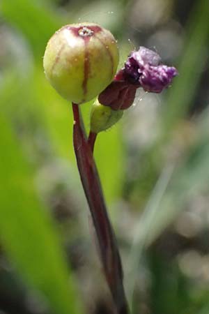 Sisyrinchium montanum \ Berg-Binsenlilie / Strict Eyed Grass, A St.  Gilgen 14.5.2025
