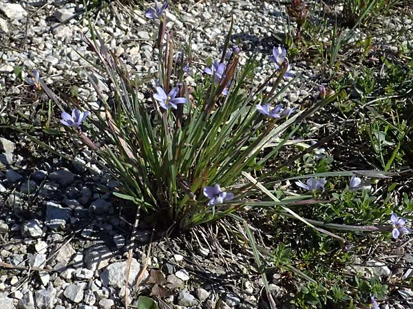 Sisyrinchium montanum \ Berg-Binsenlilie / Strict Eyed Grass, A St.  Gilgen 14.5.2025