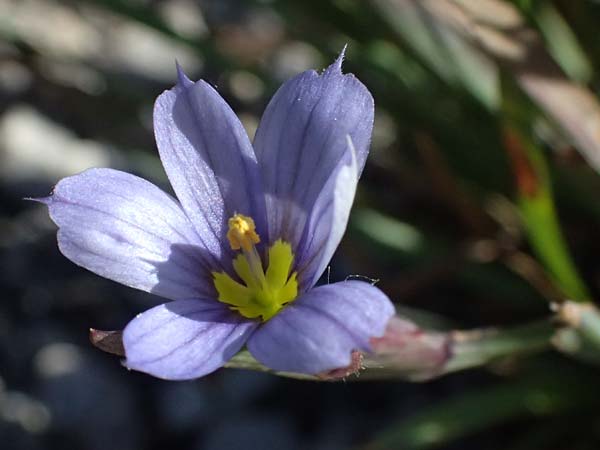 Sisyrinchium montanum \ Berg-Binsenlilie / Strict Eyed Grass, A St.  Gilgen 14.5.2025