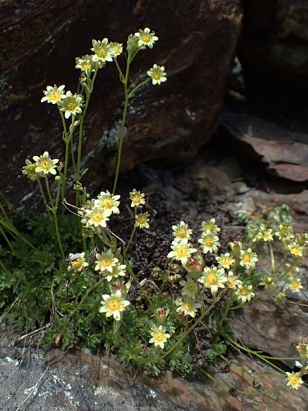 Saxifraga moschata subsp. pseudoexarata \ Gefurchter Moschus-Steinbrech / Furrowed Musky Saxifrage, A Bad Gastein 29.6.2025