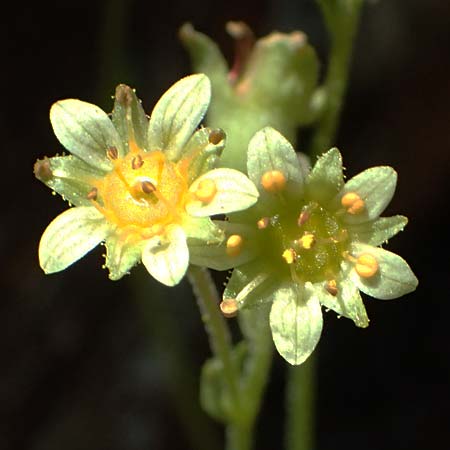 Saxifraga moschata subsp. pseudoexarata \ Gefurchter Moschus-Steinbrech / Furrowed Musky Saxifrage, A Bad Gastein 29.6.2025