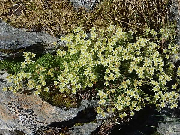 Saxifraga moschata \ Moschus-Steinbrech / Musky Saxifrage, A Bad Gastein 29.6.2025