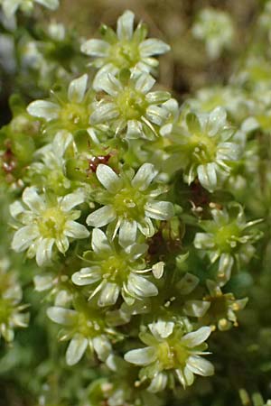 Saxifraga moschata \ Moschus-Steinbrech / Musky Saxifrage, A Bad Gastein 29.6.2025