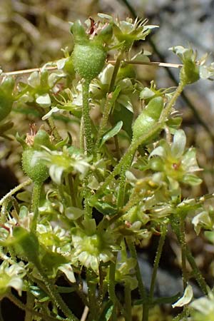 Saxifraga moschata \ Moschus-Steinbrech / Musky Saxifrage, A Bad Gastein 29.6.2025