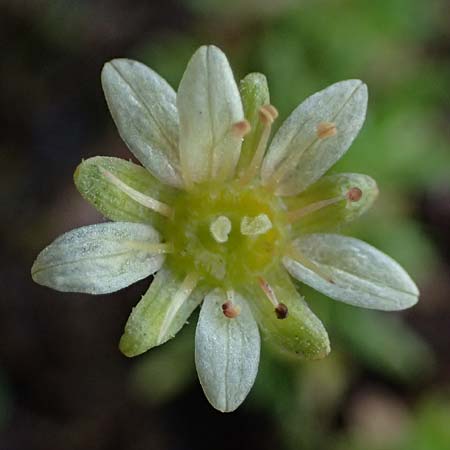 Saxifraga moschata \ Moschus-Steinbrech / Musky Saxifrage, A Kolm Saigurn 2.7.2025