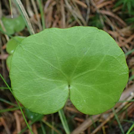 Soldanella major / Large Snowbell, A Steyersberger Schwaig 14.6.2026