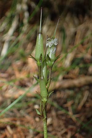 Soldanella major / Large Snowbell, A Steyersberger Schwaig 14.6.2026