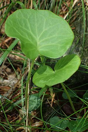 Soldanella major / Large Snowbell, A Steyersberger Schwaig 14.6.2026