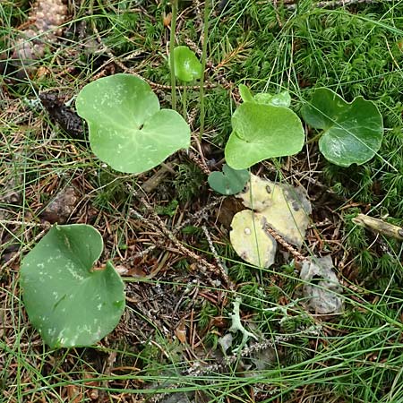 Soldanella major / Large Snowbell, A Steyersberger Schwaig 14.6.2026