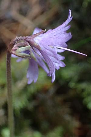 Soldanella major / Large Snowbell, A Steyersberger Schwaig 14.6.2026