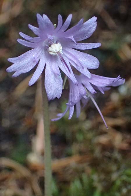 Soldanella major / Large Snowbell, A Steyersberger Schwaig 14.6.2026
