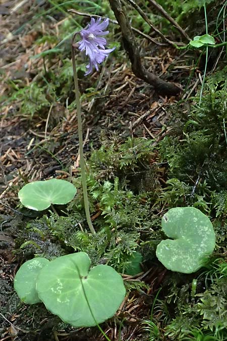 Soldanella major / Large Snowbell, A Steyersberger Schwaig 14.6.2026