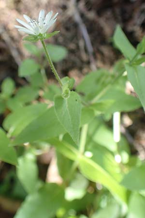 Stellaria nemorum \ Hain-Sternmiere / Wood Stitchwort, A Kärnten/Carinthia, Tscheppa - Schlucht / Gorge 20.8.2016