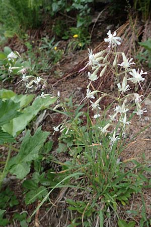 Silene nutans \ Nickendes Leimkraut / Nottingham Catchfly, A Pusterwald 1.7.2019