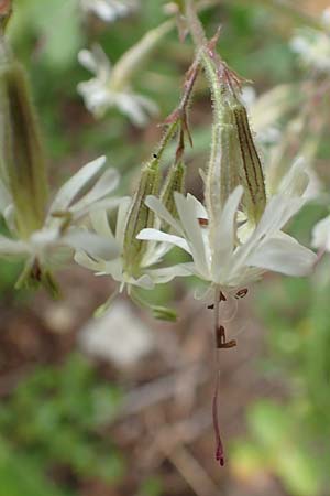 Silene nutans \ Nickendes Leimkraut / Nottingham Catchfly, A Pusterwald 1.7.2019