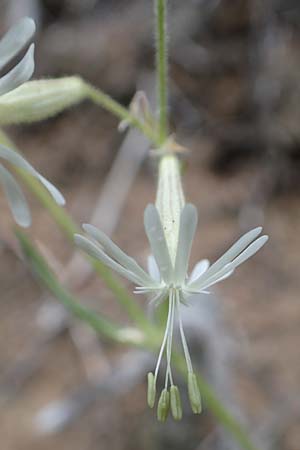 Silene nutans \ Nickendes Leimkraut / Nottingham Catchfly, A Pusterwald 1.7.2019
