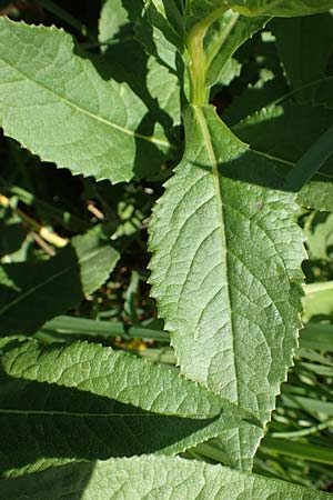 Senecio hercynicus \ Hain-Greiskraut, Harz-Greiskraut / Mountain Woundwort, A Nockalmstraße Windebensee 10.7.2019
