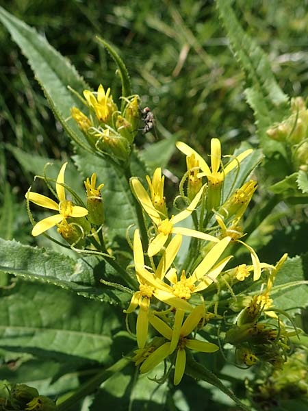 Senecio hercynicus \ Hain-Greiskraut, Harz-Greiskraut / Mountain Woundwort, A Nockalmstraße Windebensee 10.7.2019