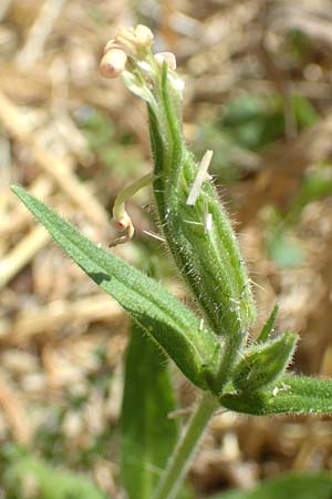 Silene noctiflora \ Nacht-Leimkraut, Acker-Lichtnelke / Night-Flowering Catchfly, A Weikersdorf am Steinfeld 2.7.2020