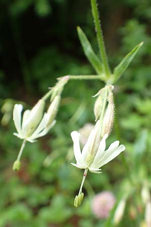 Silene nutans \ Nickendes Leimkraut / Nottingham Catchfly, A Frein an der Mürz 3.7.2020