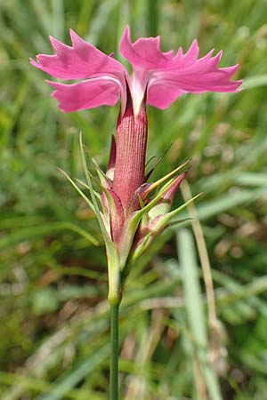 Dianthus carthusianorum subsp. carthusianorum \ Kartuser-Nelke / Carthusian Pink, A Altaussee 9.7.2020