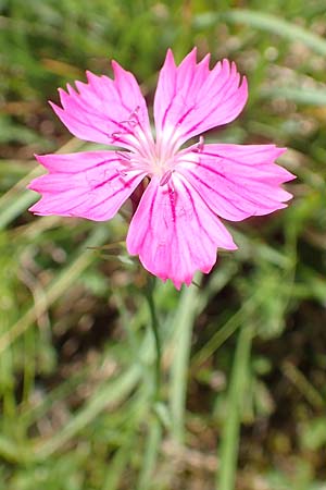 Dianthus carthusianorum subsp. carthusianorum \ Kartuser-Nelke / Carthusian Pink, A Altaussee 9.7.2020