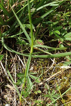 Dianthus carthusianorum subsp. carthusianorum \ Kartuser-Nelke / Carthusian Pink, A Altaussee 9.7.2020