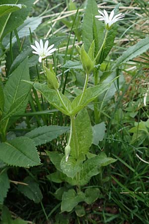 Stellaria nemorum \ Hain-Sternmiere / Wood Stitchwort, A Wölzer Tauern, Kleiner Zinken 26.6.2021