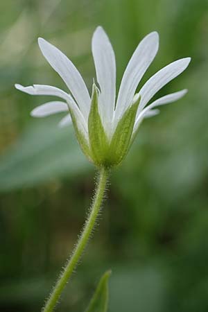Stellaria nemorum \ Hain-Sternmiere / Wood Stitchwort, A Wölzer Tauern, Kleiner Zinken 26.6.2021