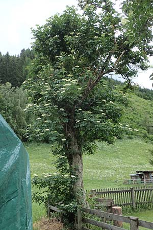Sambucus nigra \ Schwarzer Holunder / Elder, A Pölstal-Oberzeiring 30.6.2021