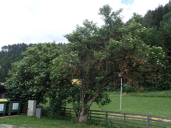 Sambucus nigra \ Schwarzer Holunder / Elder, A Pölstal-Oberzeiring 30.6.2021