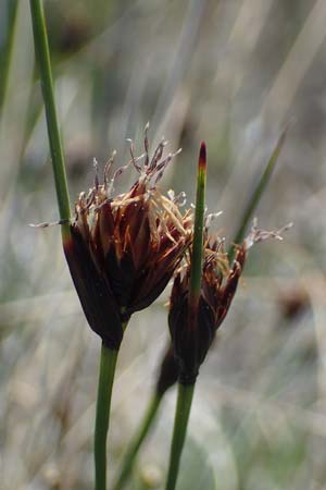 Schoenus nigricans \ Schwrzliche Kopfbinse / Black Bog-Rush, A Seewinkel, Podersdorf 10.5.2022