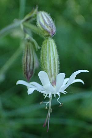 Silene nutans \ Nickendes Leimkraut / Nottingham Catchfly, A Hainburg 10.5.2025