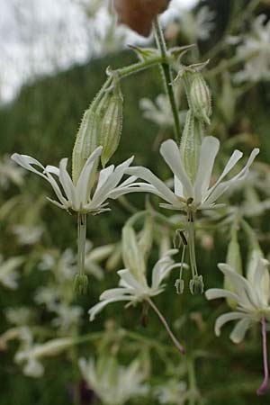 Silene nutans \ Nickendes Leimkraut / Nottingham Catchfly, A Felbertal, Hintersee 4.7.2025