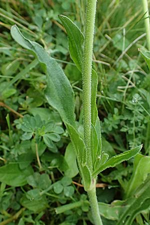 Silene nutans \ Nickendes Leimkraut / Nottingham Catchfly, A Felbertal, Hintersee 4.7.2025