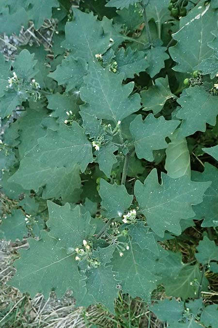 Solanum nigrum \ Schwarzer Nachtschatten / Black Nightshade, A Wien 13.8.2025