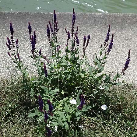 Salvia nemorosa \ Hain-Salbei, Steppen-Salbei / Balkan Clary, A Wien 13.8.2025