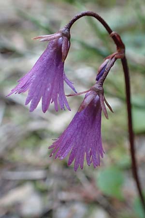 Soldanella alpina \ Alpenglckchen / Alpine Snowbell, A Namlos 1.5.2019