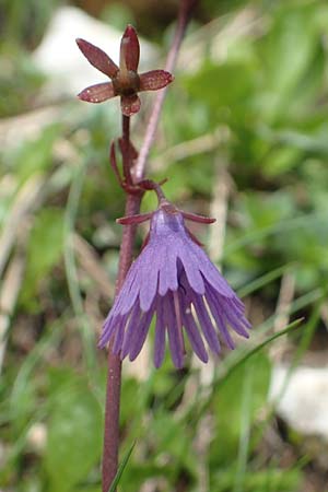 Soldanella alpina \ Alpenglckchen / Alpine Snowbell, A Schneealpe 30.6.2020