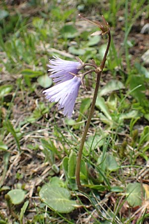 Soldanella alpina \ Alpenglckchen / Alpine Snowbell, A Schneealpe 30.6.2020