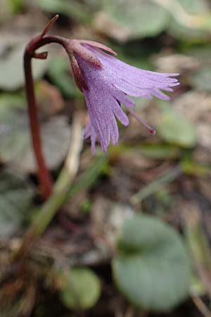Soldanella alpina \ Alpenglckchen / Alpine Snowbell, A Schneealpe 30.6.2020