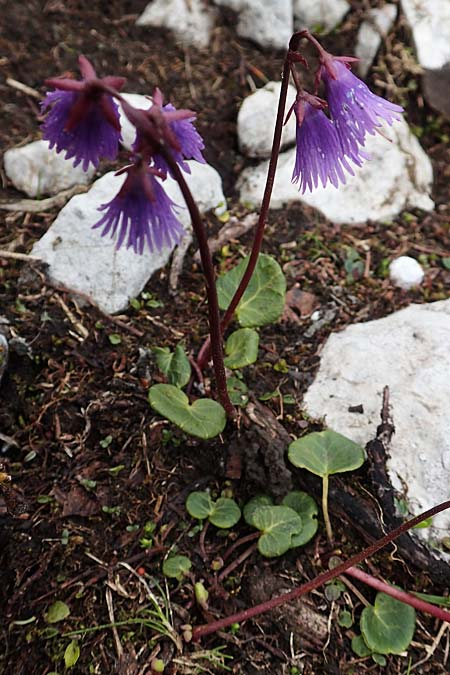 Soldanella alpina \ Alpenglckchen / Alpine Snowbell, A Schneealpe 30.6.2020