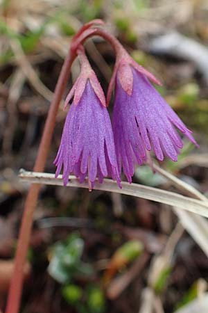 Soldanella alpina \ Alpenglckchen / Alpine Snowbell, A Schneealpe 30.6.2020