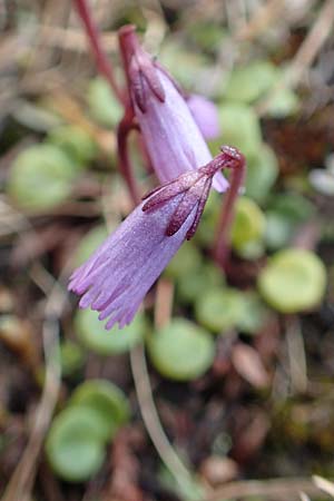 Soldanella austriaca \ sterreicher Alpenglckchen / Austrian Soldanella, A Schneealpe 30.6.2020