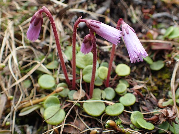 Soldanella austriaca \ sterreicher Alpenglckchen / Austrian Soldanella, A Schneealpe 30.6.2020