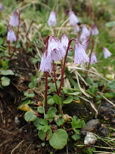 Soldanella austriaca \ sterreicher Alpenglckchen / Austrian Soldanella, A Schneealpe 30.6.2020