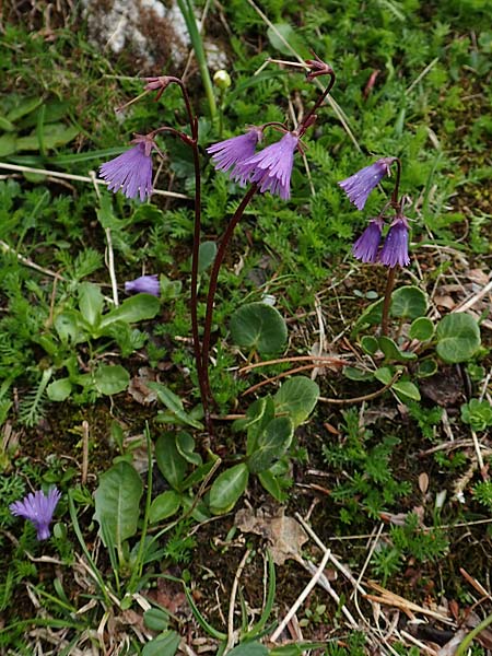 Soldanella alpina \ Alpenglckchen / Alpine Snowbell, A Schneealpe 30.6.2020