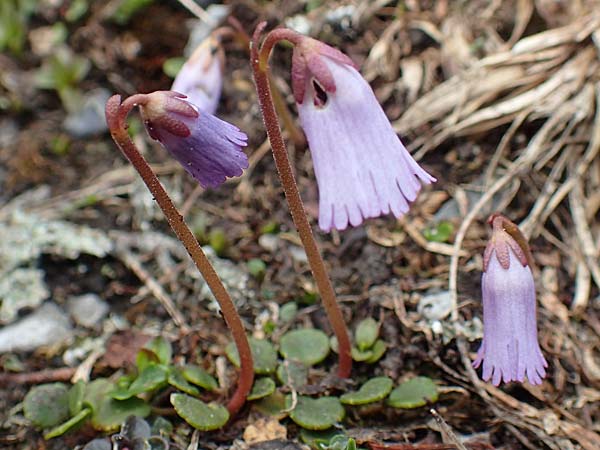 Soldanella austriaca \ sterreicher Alpenglckchen / Austrian Soldanella, A Schneealpe 30.6.2020